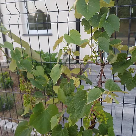 Przygoda Zuckau