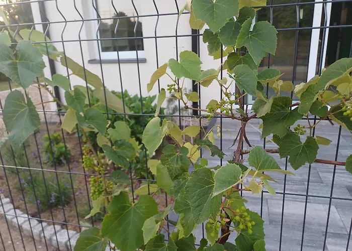 Przygoda Жуково